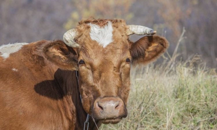 O seguro Pecuário foi a modalidade de seguro Rural que mais avançou no pagamento de indenizações