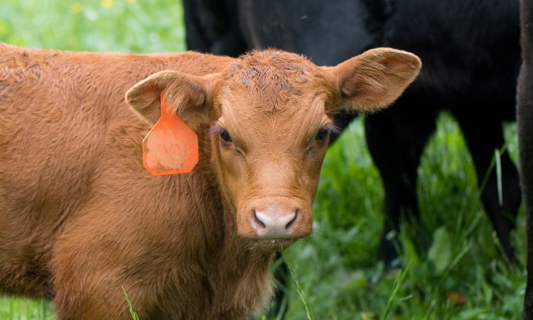 Saúde animal: um ano de reacomodação no mercado