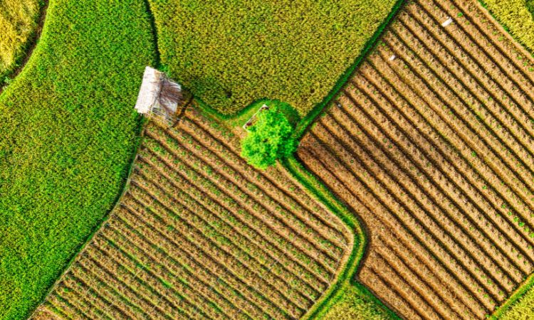 A sustentabilidade no agronegócio e a importância do Seguro Rural
