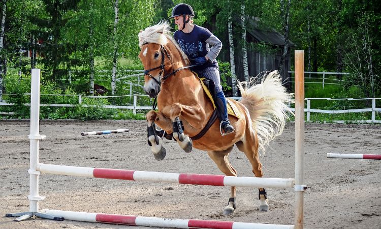 Hipismo nos Jogos Olímpicos aquece o segmento de seguros para equinos