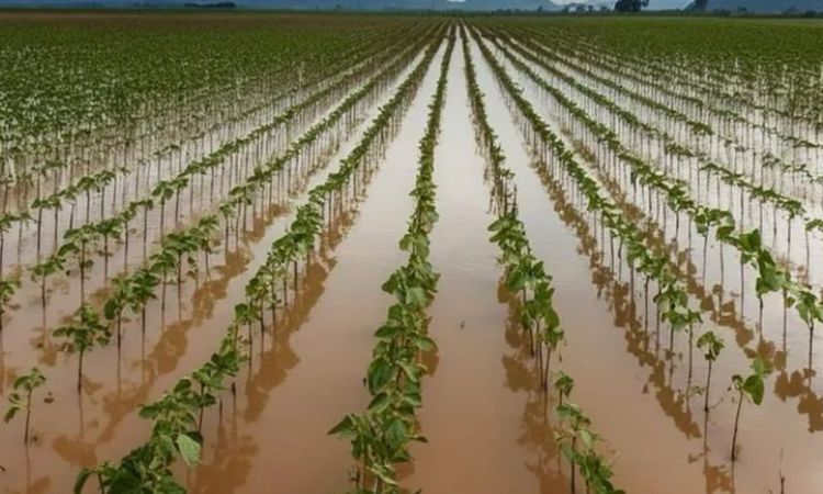 CMN autoriza nova prorrogação de dívidas dos agricultores do Rio Grande do Sul