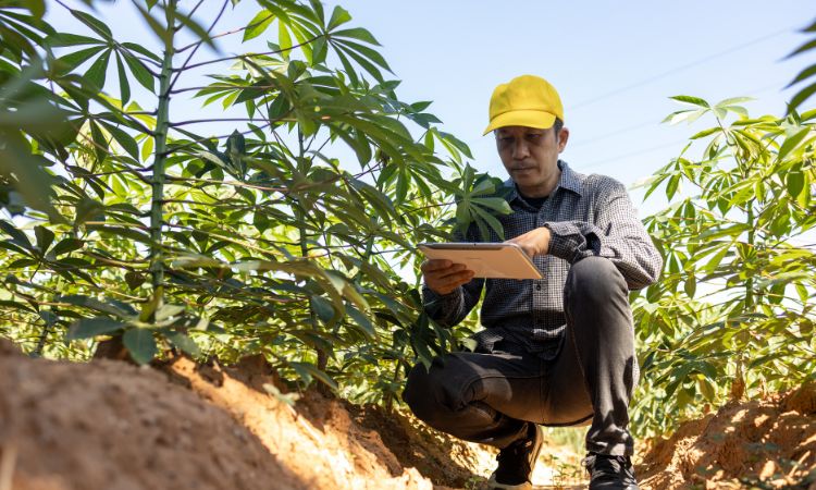 Como reduzir custos no agro com serviços digitais