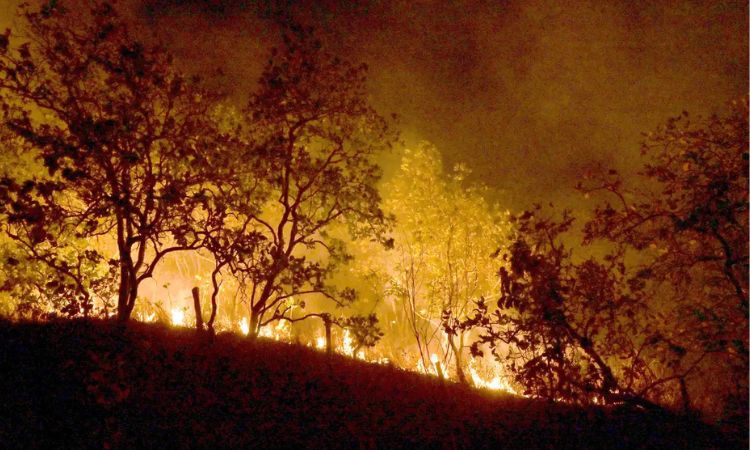 Direito Ambiental e queimadas no Brasil: quem deve se responsabilizar?