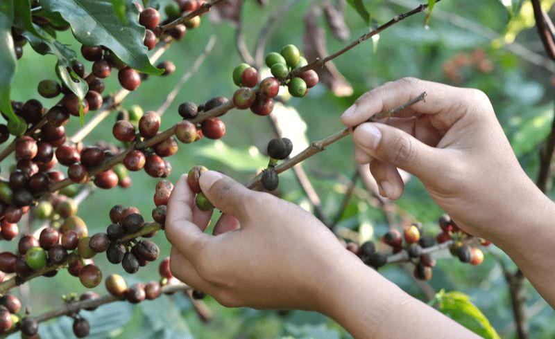 Café mais caro: o impacto climático e o papel do seguro paramétrico