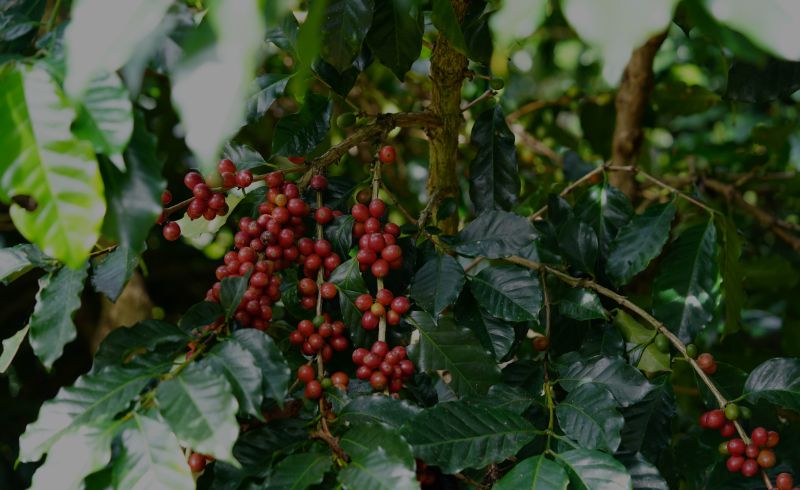 Tarifaço de Trump: setores do agro do Brasil reagem ao aumento das tarifas