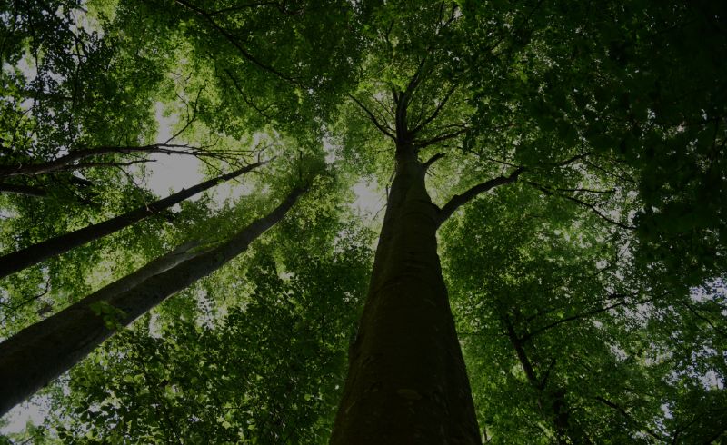 Como grandes players florestais estão utilizando telemetria no Brasil