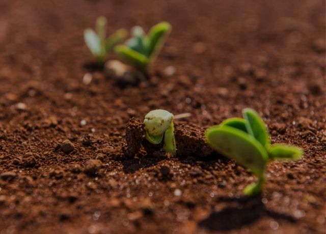 Tarifas dos EUA e agricultura regenerativa: riscos e oportunidades para o agro brasileiro