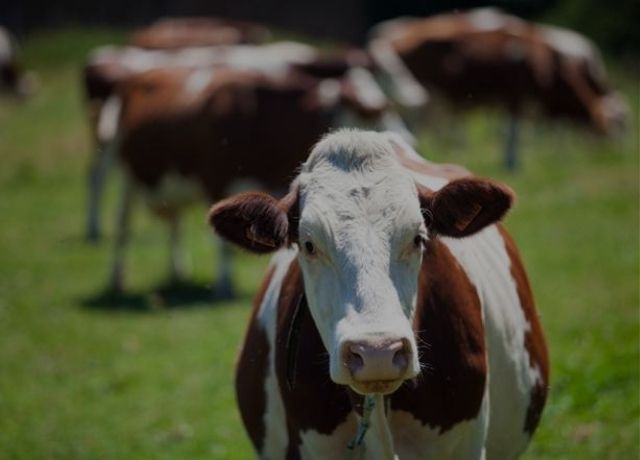 Seguro Pecuário cresce mais de 650% e reforça papel estratégico para a segurança alimentar e econômica do Brasil