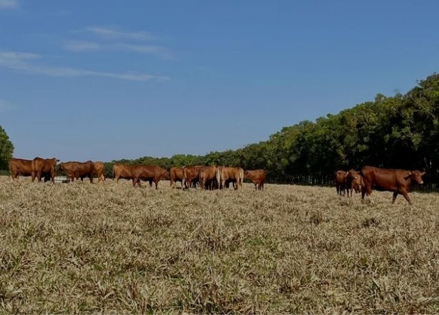 Seguro rural terá novas exigências socioambientais para acesso à subvenção