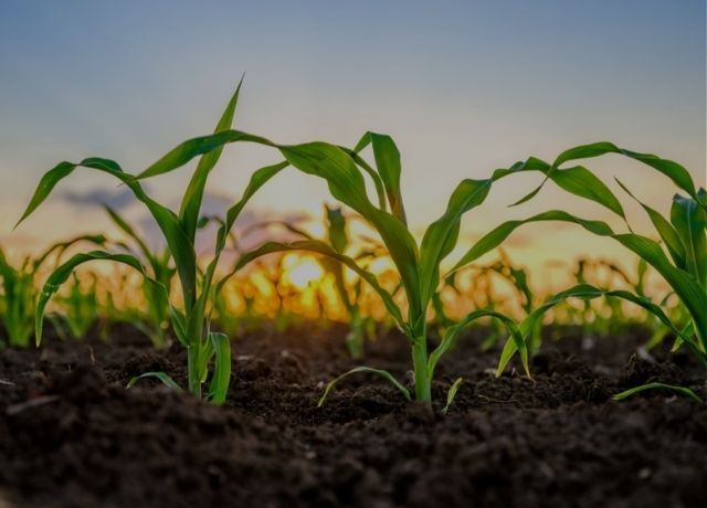 Incremento de R$ 17,7 milhões para Seguro Rural é aprovado por Comitê