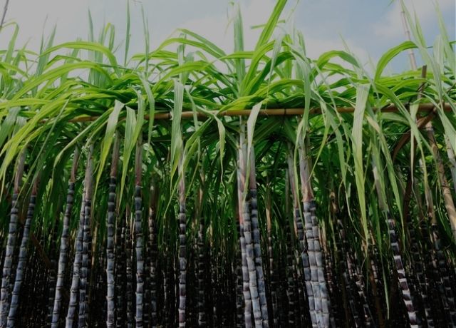 Mapa atualiza Zarc da cana-de-açúcar e redefine áreas com menor risco climático