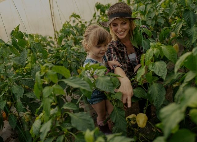 PL institui programa que cria cooperativas de crédito e seguros