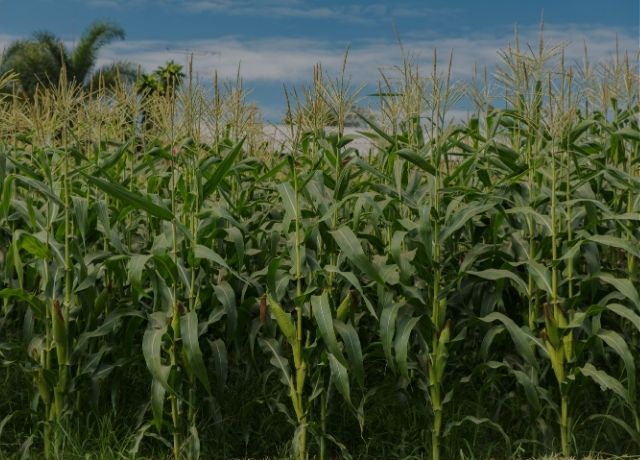 Governo estuda seguro rural obrigatório atrelado ao crédito e orçamento pode quadruplicar