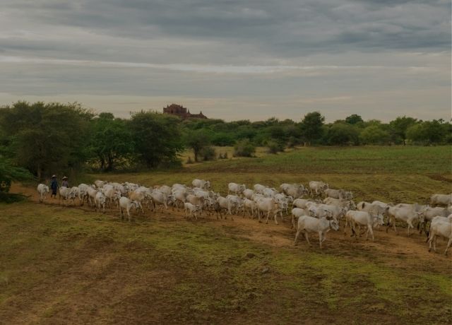 Seguro pecuário tem recorde de arrecadação histórico, mas ainda com baixa penetração no rebanho bovino brasileiro