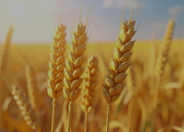 Seguro rural é o ponto de partida para o trigo ganhar escala no Brasil