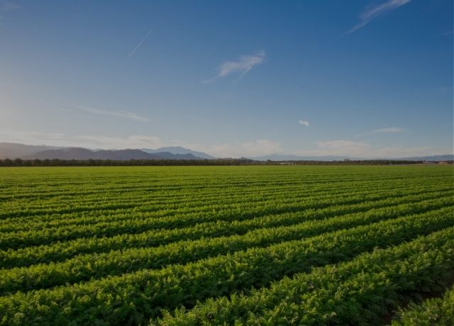 Seguro rural perde força em 2025 e reacende debate sobre proteção e financiamento no agronegócio