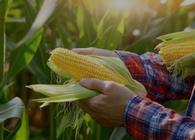 Seguradoras cobram R$ 410 milhões em subvenção do seguro rural ainda não paga pelo governo
