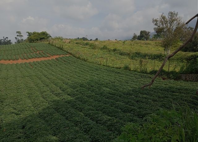 Norma estabelece práticas de ESG e governança ao seguro rural
