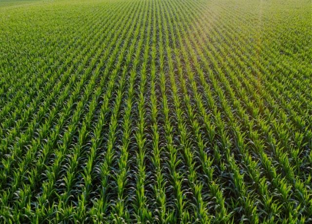O “escudo” do campo: resseguro global é o que impede explosão de preços para o produtor