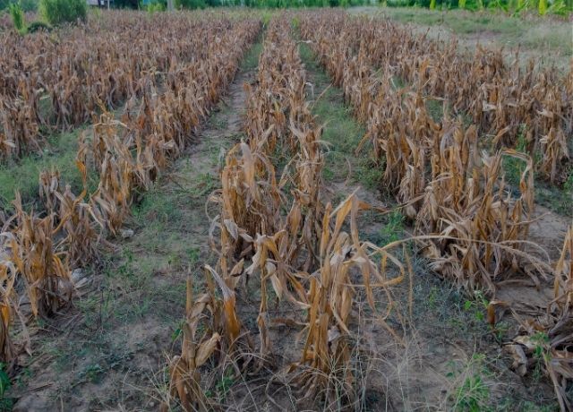 Seguro rural brasileiro é o mais vulnerável entre grandes produtores agrícolas, aponta estudo da FGV Agro