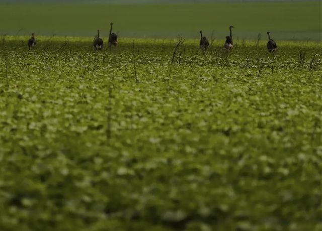 Proagro terá novas exigências para comprovação de perdas a partir da safra 2026/27