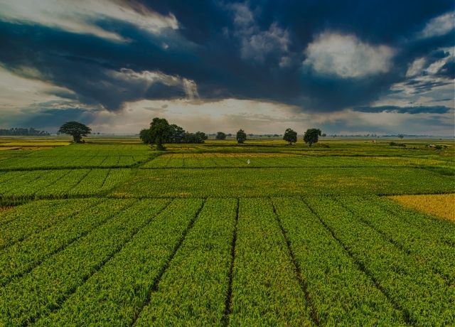 Seguro rural entra em zona de risco, aponta estudo da FGV Agro
