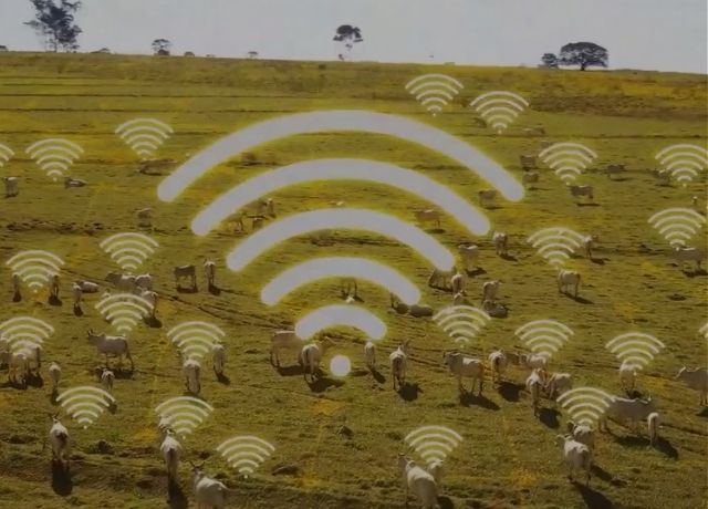 Taggen e Embrapa desenvolvem solução inovadora que vai além da identificação e garantirá rastreabilidade do gado