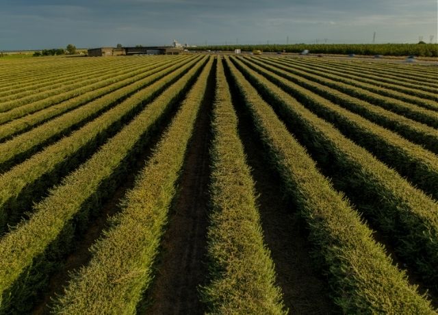 Inteligência artificial amplia possibilidades para gestão de riscos no crédito e no seguro rural