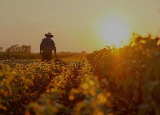 Nova lei regulamenta o direito do banco de receber a indenização do seguro rural antes do produtor